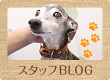 スタッフBLOG